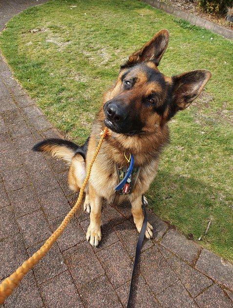 Немецкая овчарка